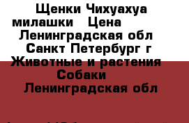 Щенки Чихуахуа милашки › Цена ­ 6 000 - Ленинградская обл., Санкт-Петербург г. Животные и растения » Собаки   . Ленинградская обл.